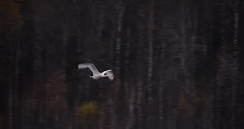 Two swans gliding gracefully over lake slow motion smooth descent landing calm Video stock 320897490