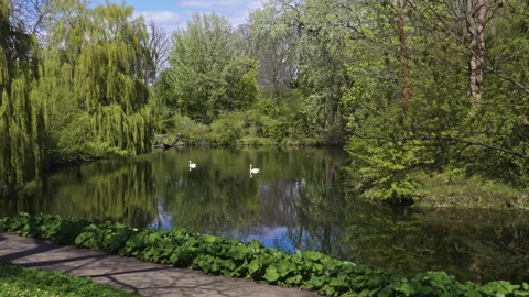 Two Swans Gliding Through Reflections Beneath Willow Trees Stock Footage 309424981