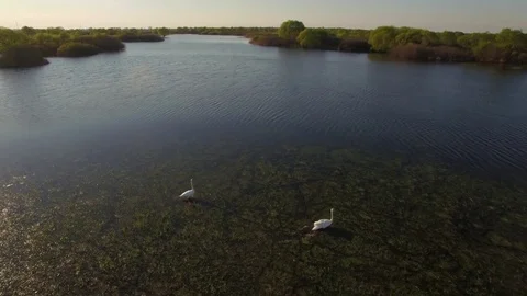 Two swans gliding on water surface of flooded river or overgrown lake aerial 4k Stock Footage 77908010