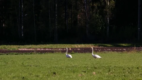 Two swans on grass between plowed fields Stock Footage 83212746