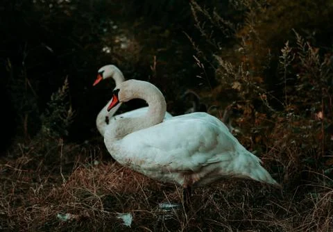 Two swans in the grass Foto stock
