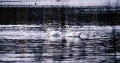 Two swans grooming feathers cold autumn lake cinematic color grade water Stock Footage 320894560