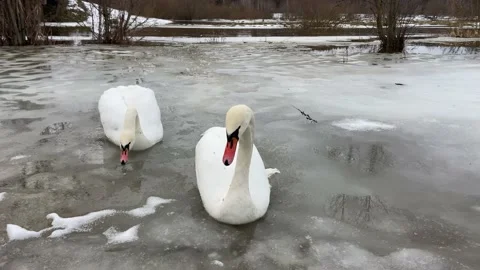 Two swans on ice Video stock 229166500