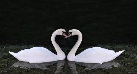Two swans Stock Illustration