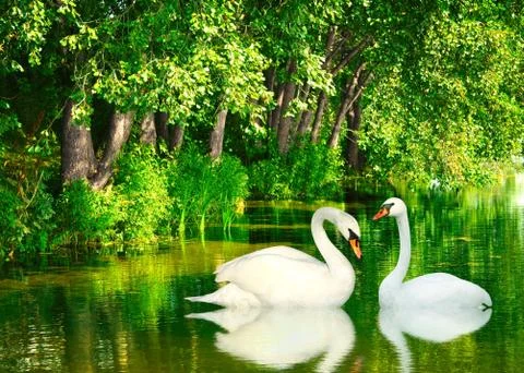 Two swans Stock Illustration