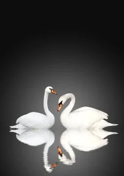 Two swans Illustrazione stock