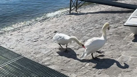 Two swans interacting on lakeside shore, natural wildlife behavior, Switzerland 库存影片 332236955