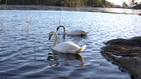 Two swans on lake 1 Stock Footage 304131453