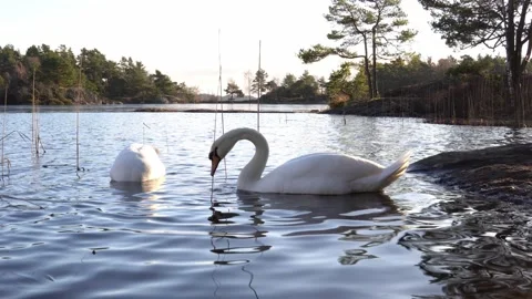 Two swans on lake 2 Stock Footage 304131408