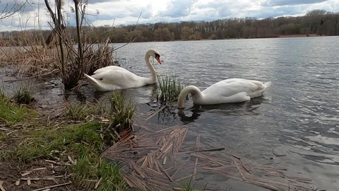 Two swans in lake during cloudy sky Stock Footage 152663201
