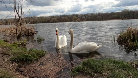 Two swans in lake during cloudy sky Stock Footage 152663203