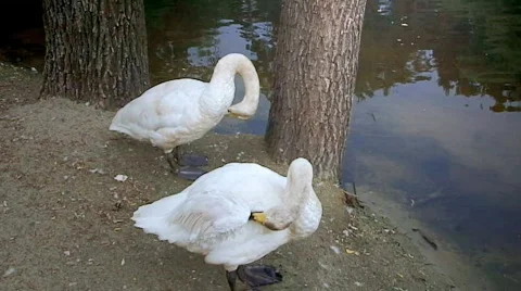 Two swans on a lake Stock Footage 823942