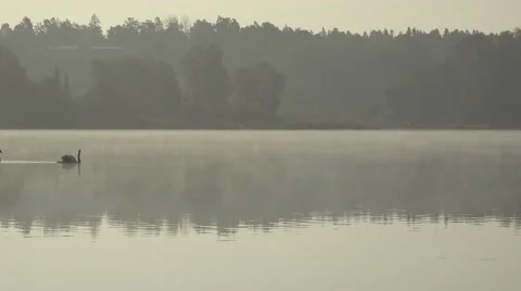 Two swans on the lake Stock Footage 42674433