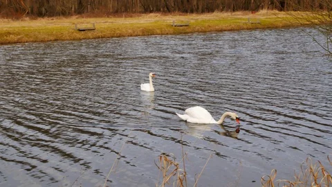 Two swans on the lake Stock-Footage 128720565