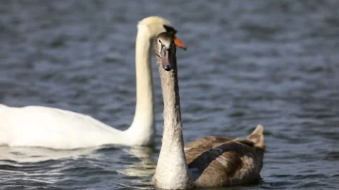 Two swans in the lake Stock Footage 141855387