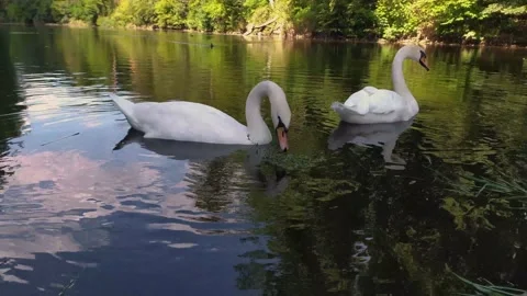 Two Swans on the lake Stock Footage 160577322