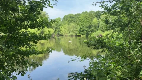 Two swans in a lake Stock Footage 311571601