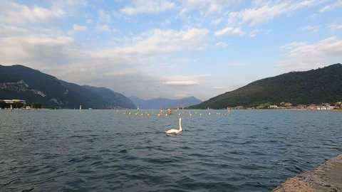 Two swans on Lake Iseo Vídeo Stock 245884599