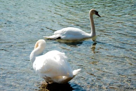 Two swans on a lake Stock Photos