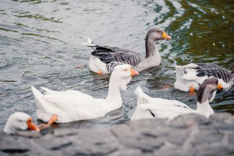 Two swans on the lake	 Stock Photos