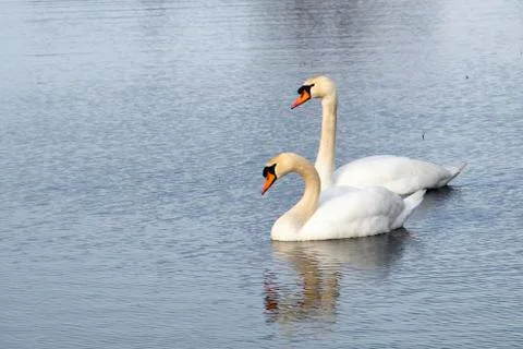 Two swans on a lake Stock Photos