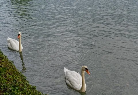 Two swans on the lake Stock Photos