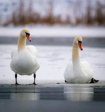 Two swans on the lake Stock-Fotos