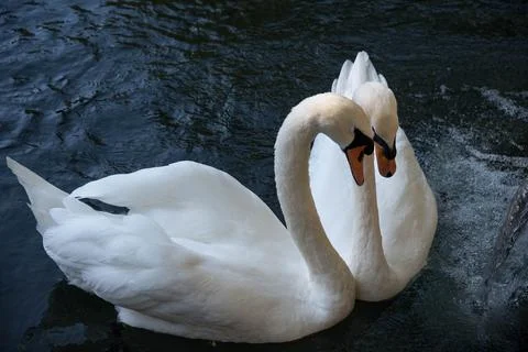 Two swans on the lake Stock Photos