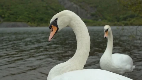 Two swans on a lake in slow-motion Stock Footage 88292927