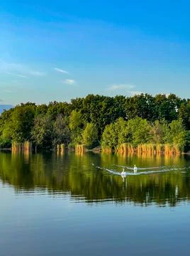 Two swans on the lake at sunset, reflection of trees in the lake Stock Photos