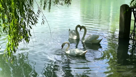 Two swans in love join their necks in a heart shape. 스톡 동영상 157761788