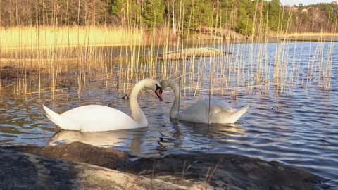 Two swans making heart Stock Footage 304131681