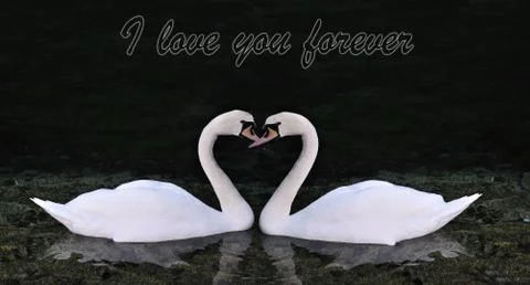 Two swans making shape of a heart Stock Illustration