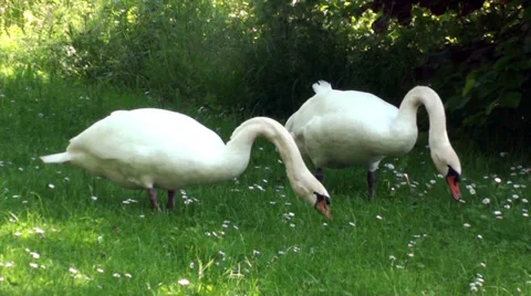 Two swans on a meadow Video stock 38377839