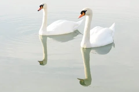 Two swans mrroring. Stock Photos