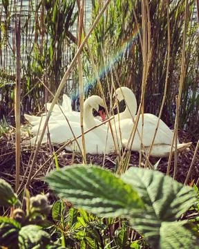 Two Swans on nest Foto stock