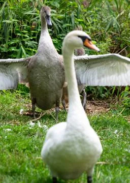 Two swans one is standing second one winds wings Stock Photos