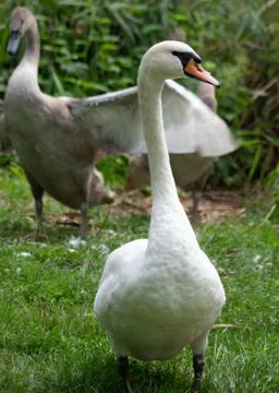 Two swans one is standing second one winds wings Stock Photos