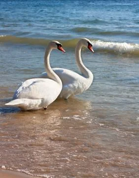 Two swans Stock Photos