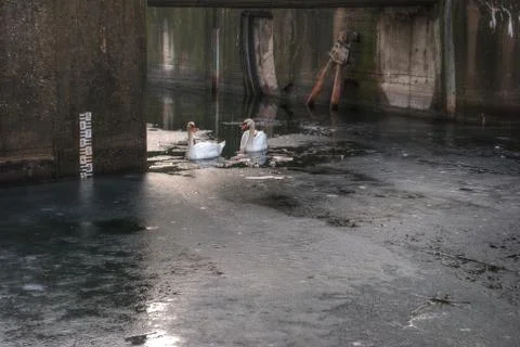 Two swans Stock Photos