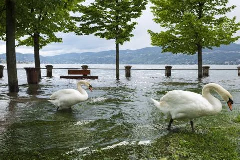 Two swans Foto stock