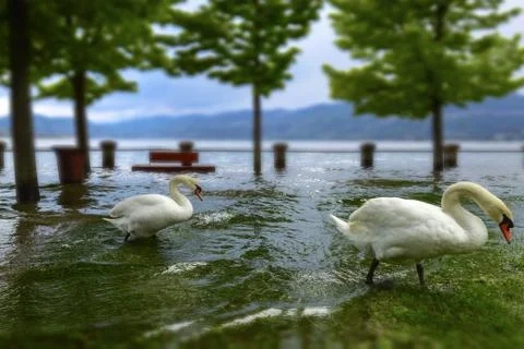 Two swans Stock Photos