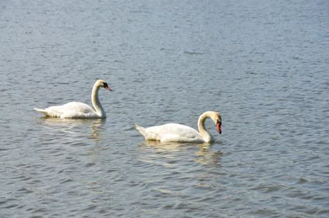 Two swans Stock Photos