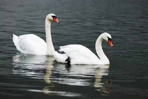 Two swans Stock Photos