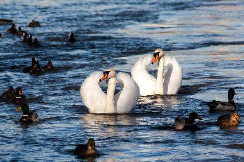 Two swans Stock Photos