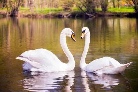 Two swans Stock Photos