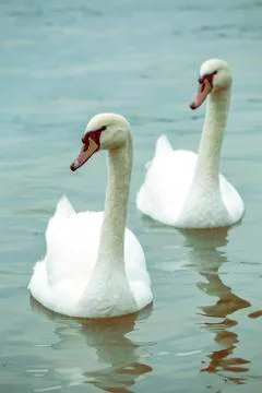 Two swans Stock Photos