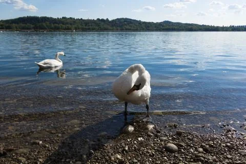 Two swans Stock Photos