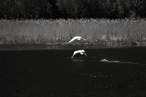 Two swans Stock Photos