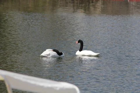 Two swans Stock Photos